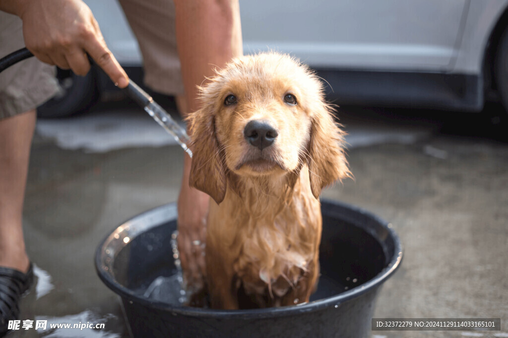 金毛寻回犬