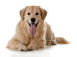 金毛寻回犬