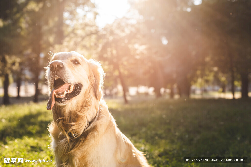 金毛寻回犬