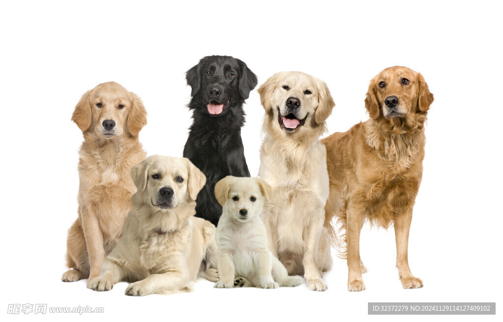 金毛寻回犬
