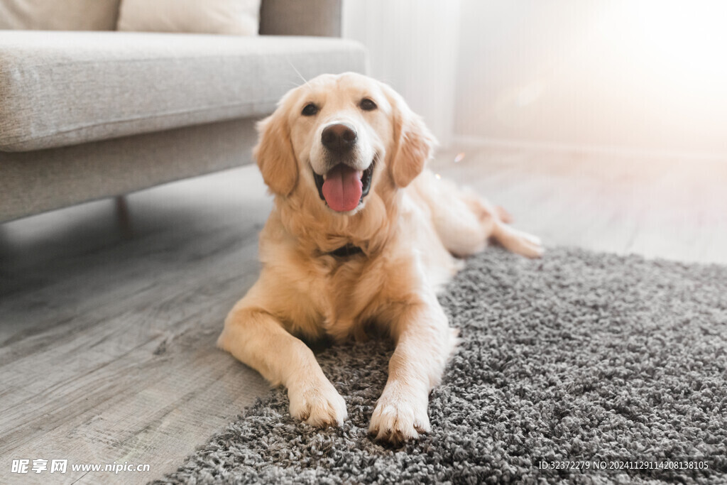 金毛寻回犬