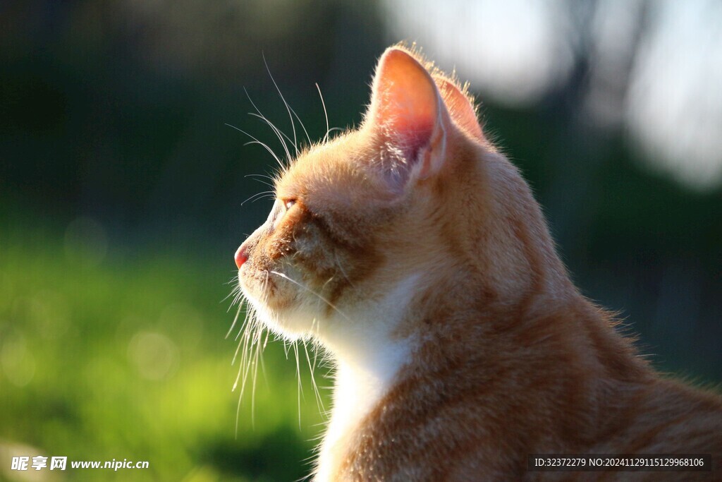 可爱猫猫图片 