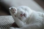 可爱猫猫图片 