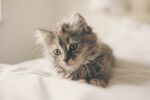 可爱猫猫图片 