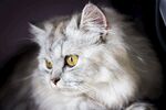 可爱猫猫图片   