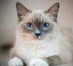 可爱猫猫图片   