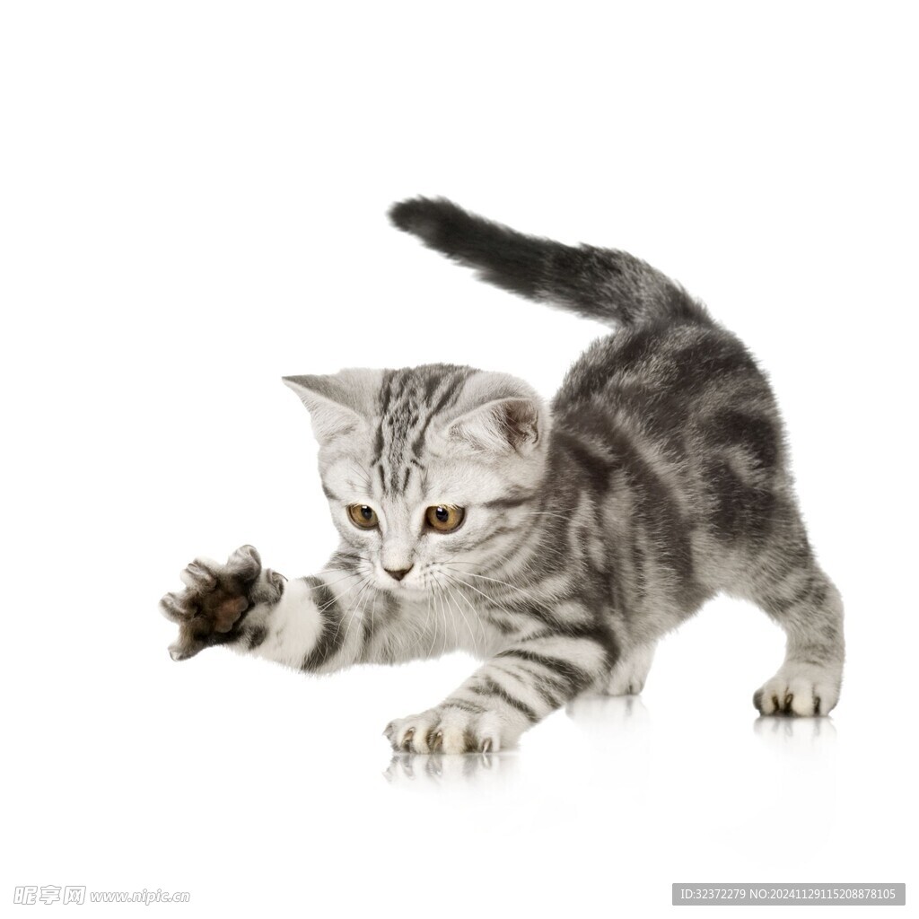 可爱猫猫图片 