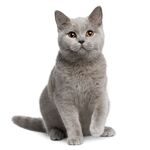 可爱猫猫图片 