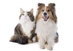 可爱猫猫图片