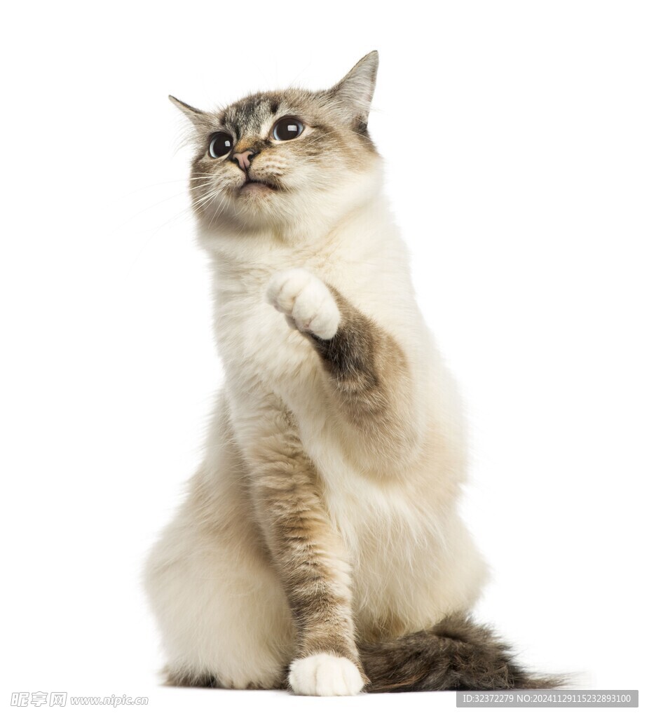 可爱猫猫图片 