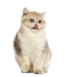 可爱猫猫图片