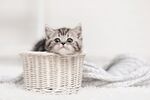 可爱猫猫图片