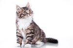 可爱猫猫图片 