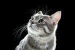 可爱猫猫图片 
