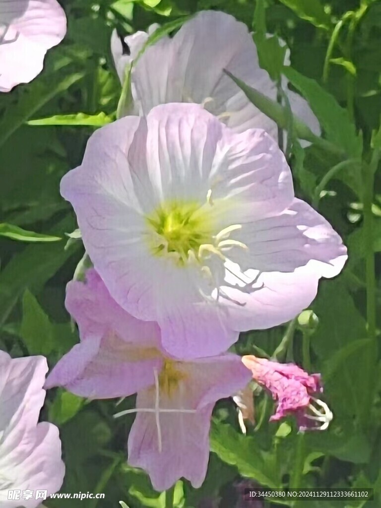 月见草