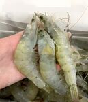 大虾