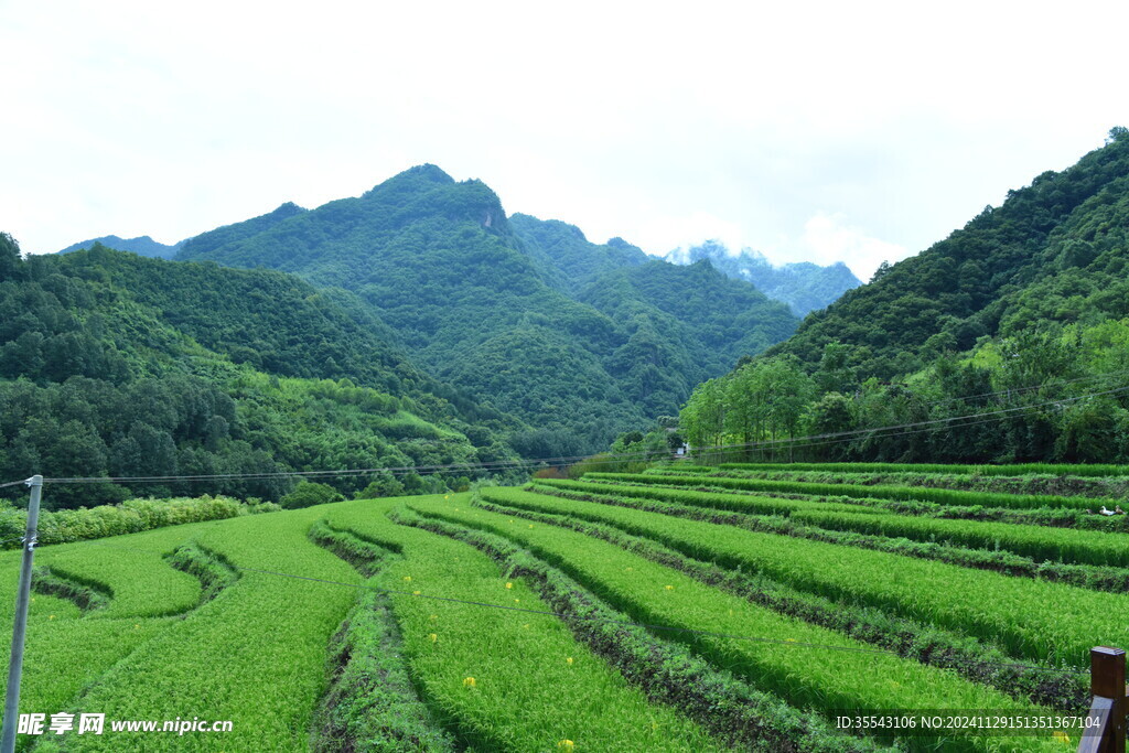 黄柏塬