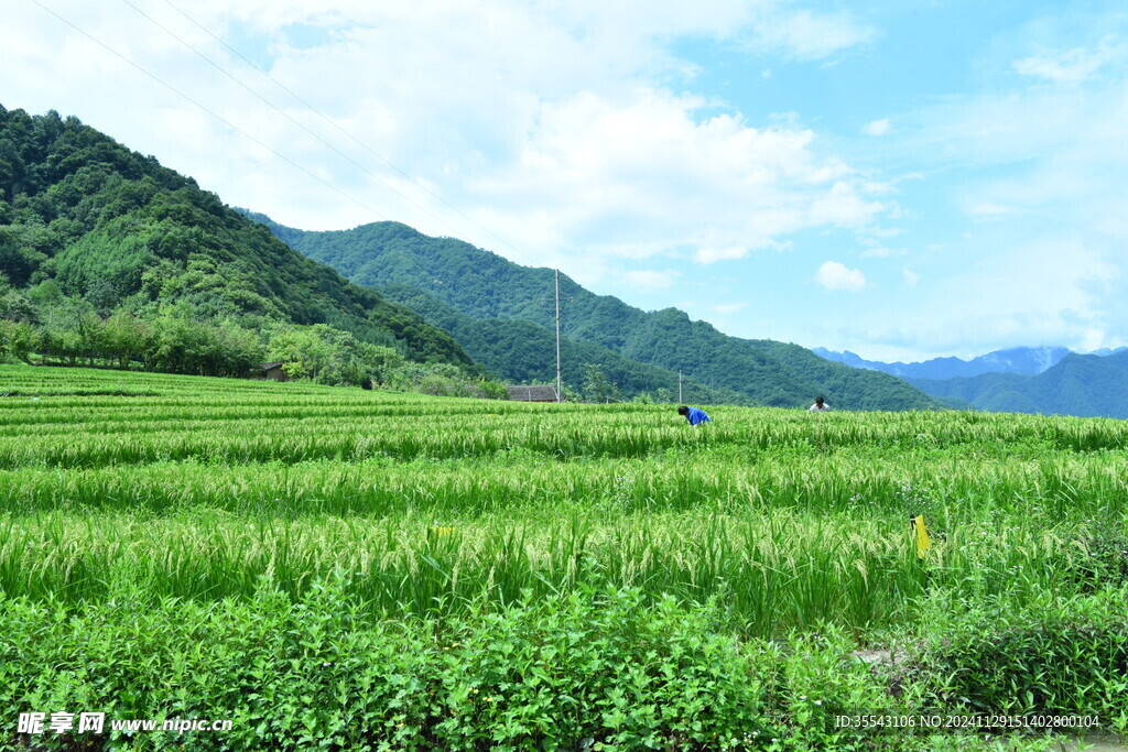 黄柏塬