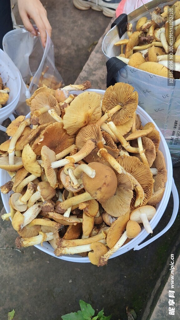 野生菌
