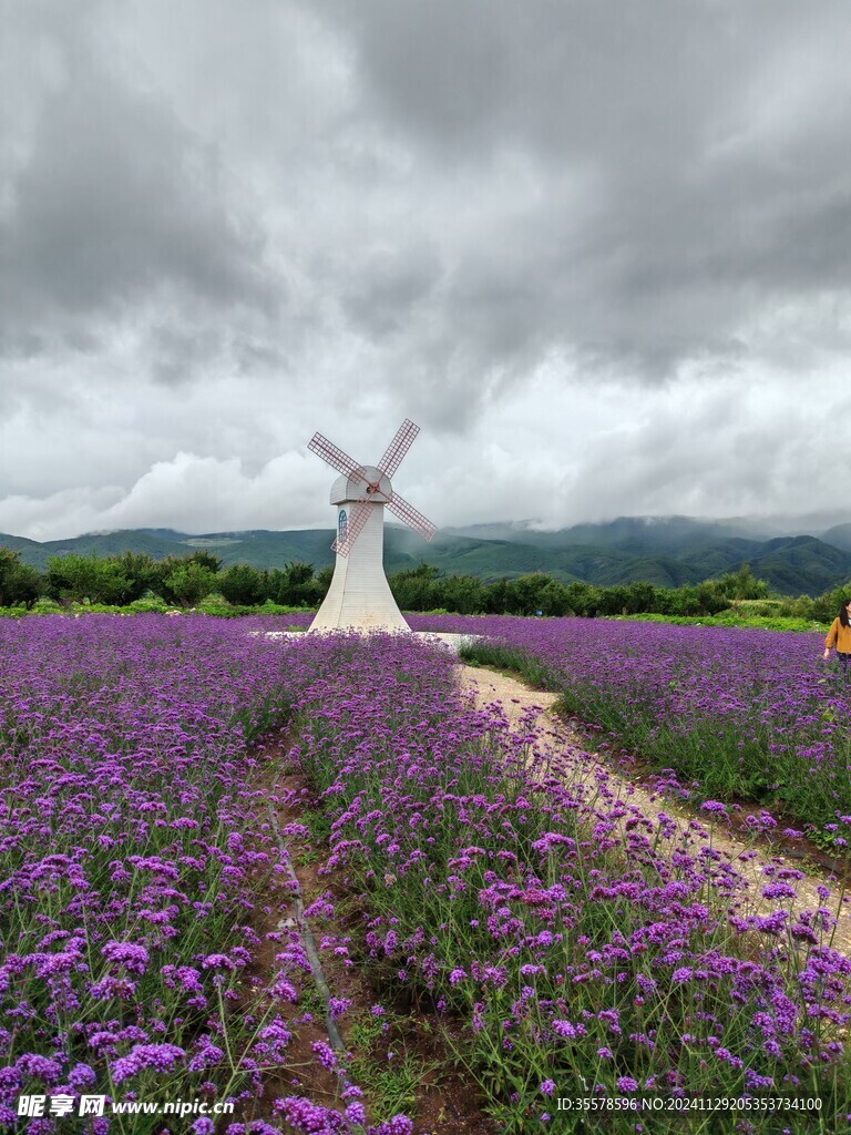 薰衣草  风车