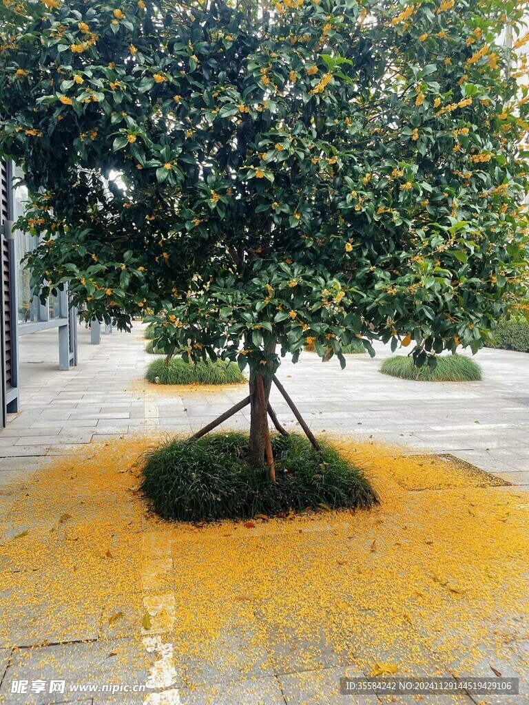 桂花