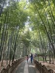 竹林