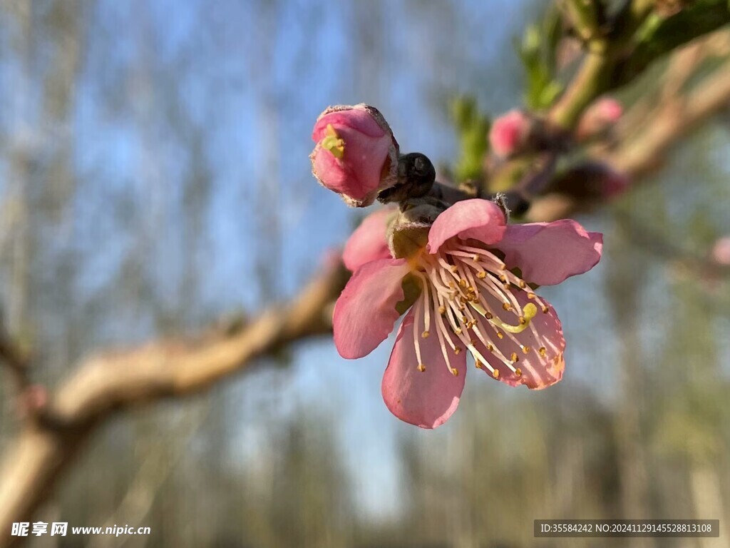 桃花