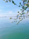 海棠