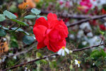 月季花