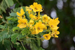 黄槐决明花