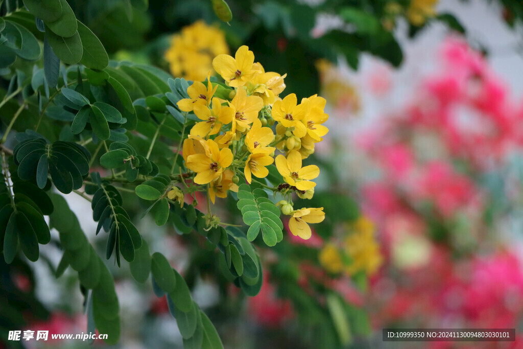 黄槐决明花