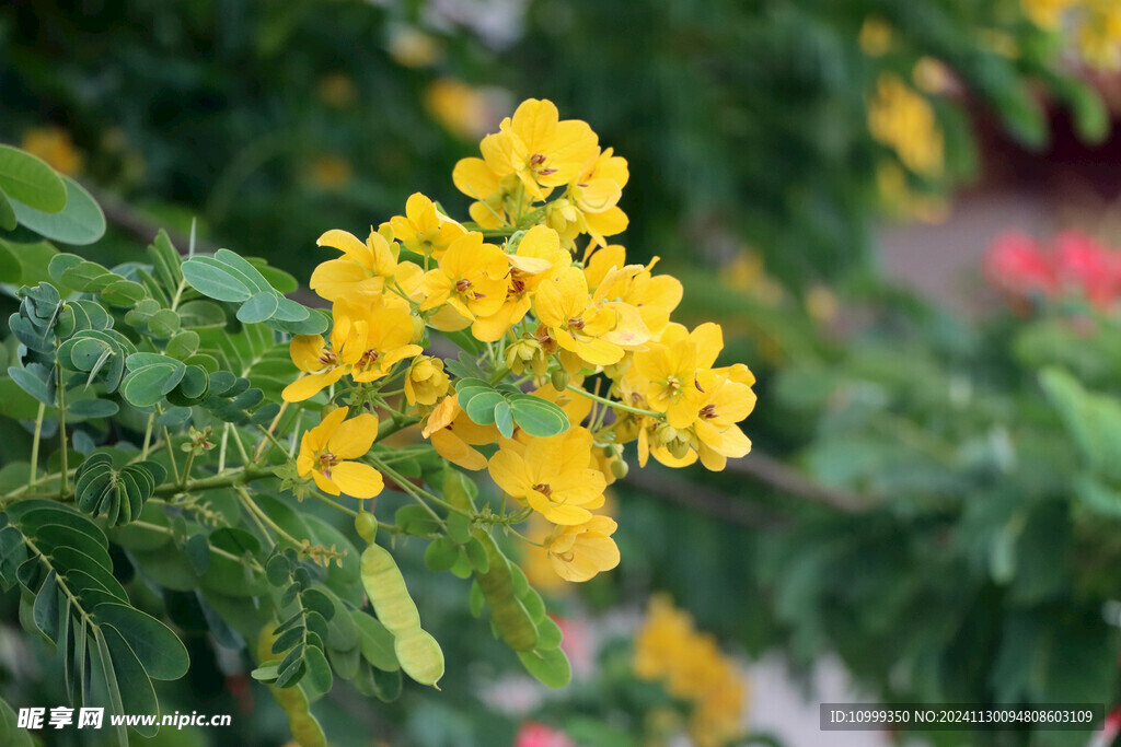 黄槐决明花