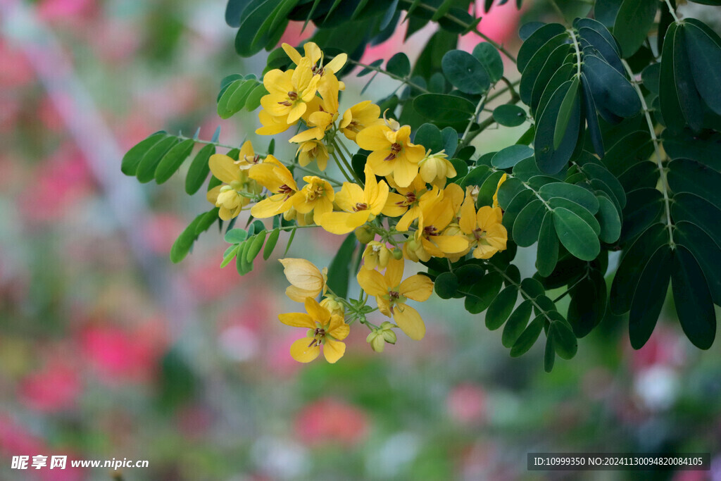 黄槐决明花