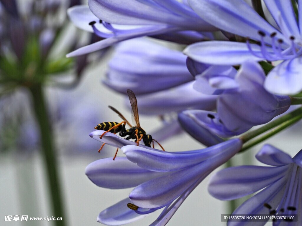 百合花