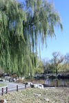 公园风景 