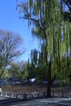 公园风景