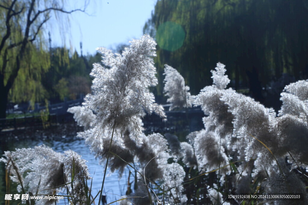 芦苇芦花 