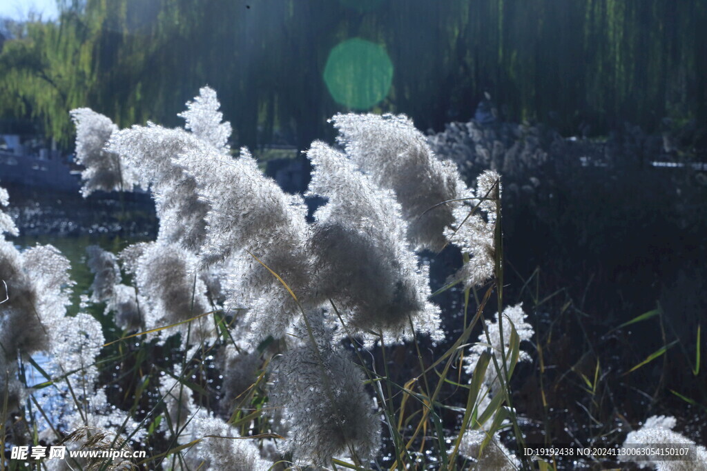 芦苇芦花 