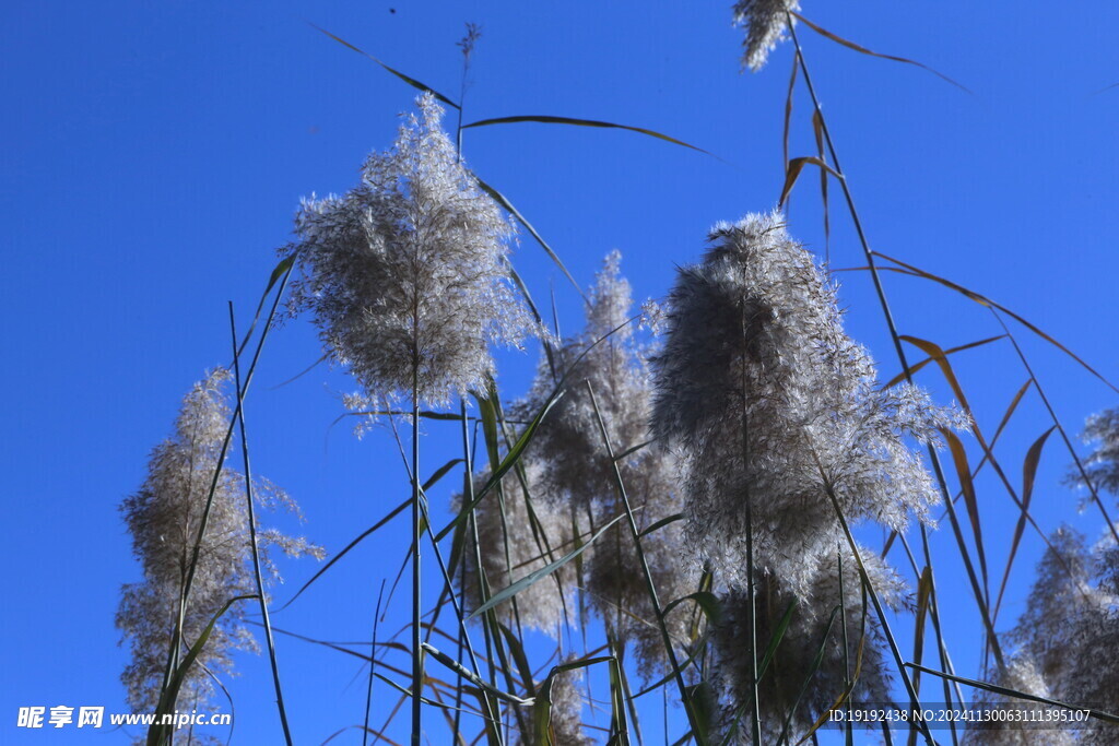 芦苇芦花 