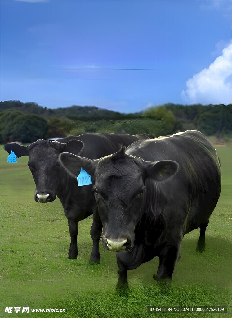 黄牛养殖