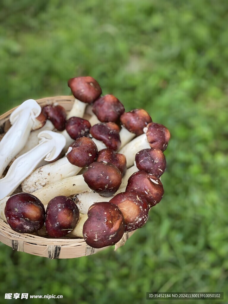 蘑菇