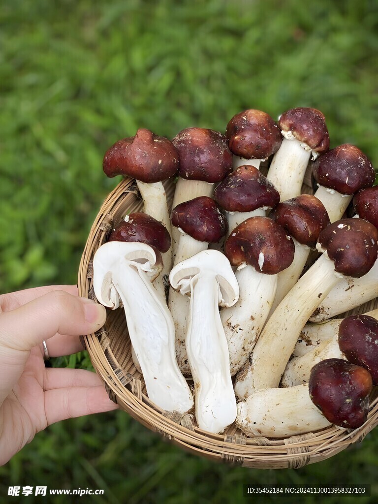 蘑菇