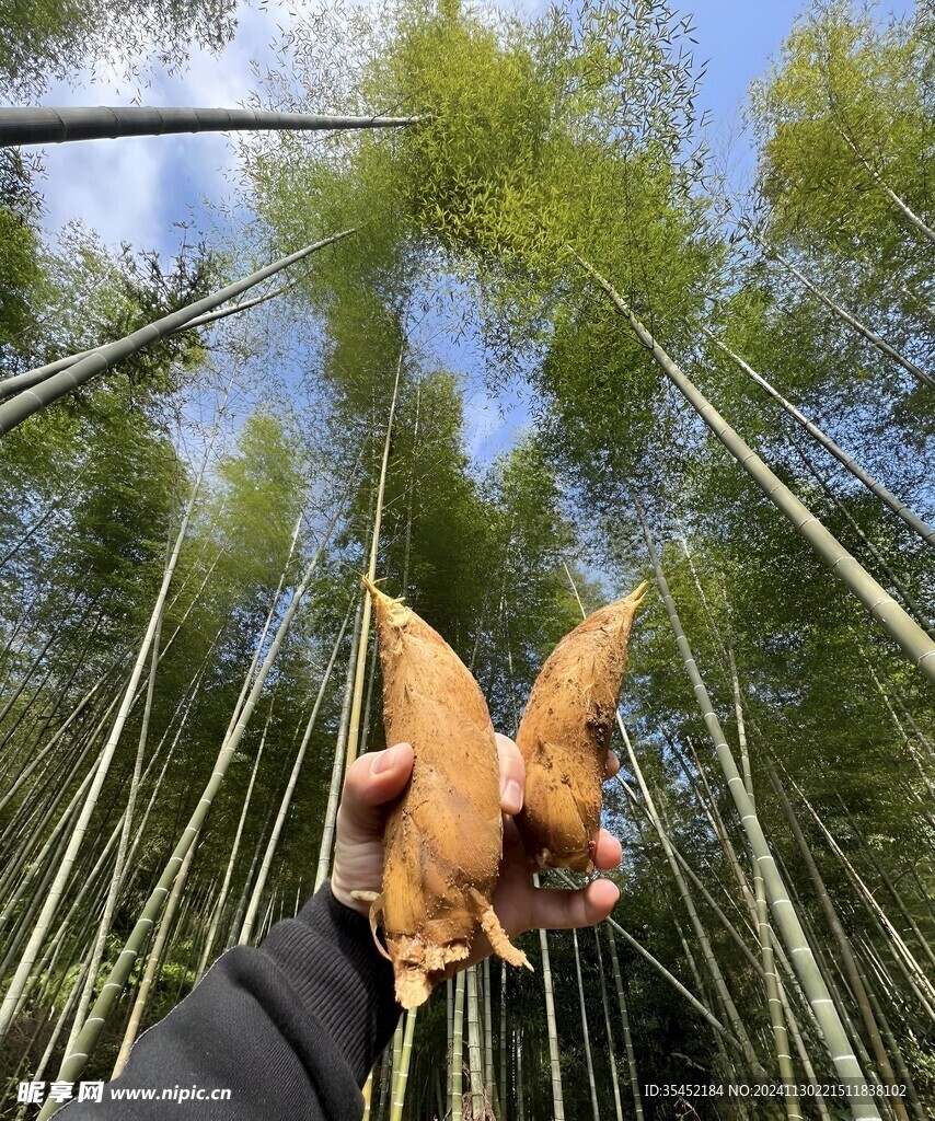 冬笋