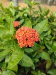龙船花