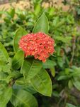 龙船花