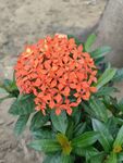龙船花