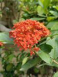 龙船花