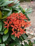 龙船花