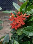 龙船花