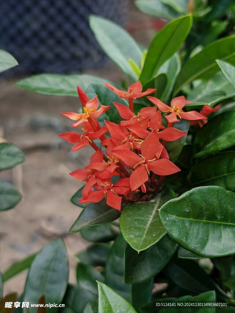 龙船花